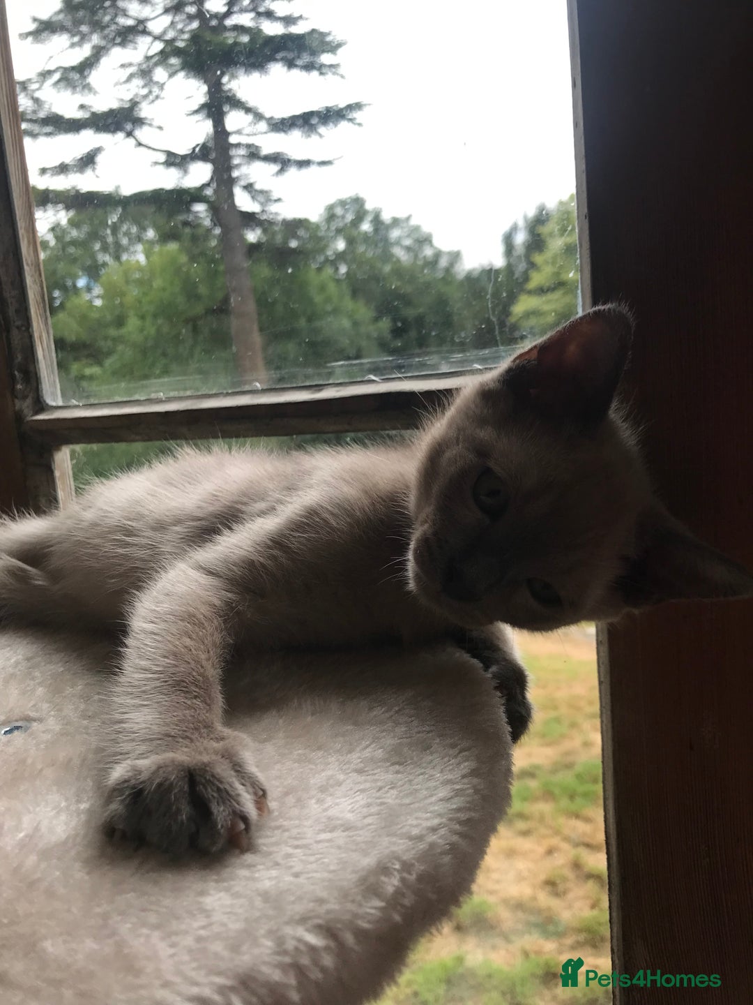 Tonkinese cats for sale: Superb Tonkdoll Kittens - Image 22