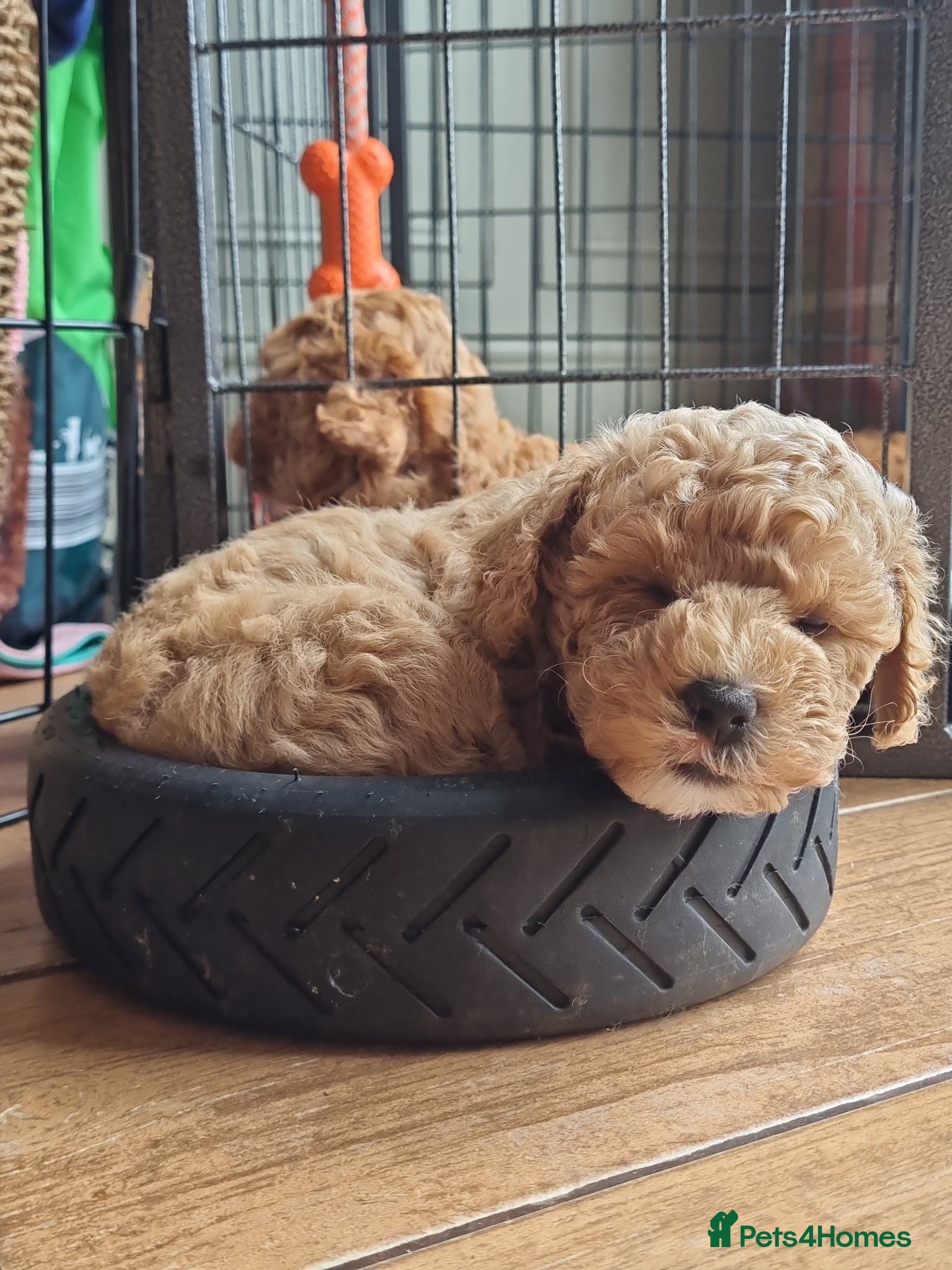 Maltipoo dogs 🩷BEAUTIFUL MALTIPOO GIRL, READY NOW🐻  - Advert 10