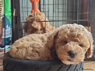 Maltipoo dogs 🩷BEAUTIFUL MALTIPOO GIRL, READY NOW🐻 - Advert 10