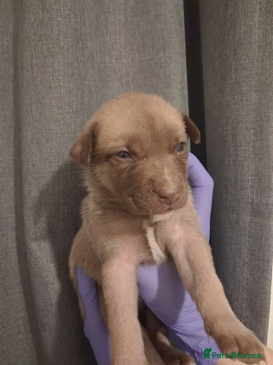 Mixed Breed dogs for sale: Agouti Husky Cross puppies  - Advert 20