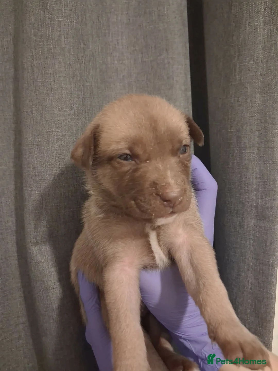 Mixed Breed dogs for sale: Agouti Husky Cross puppies  - Advert 20