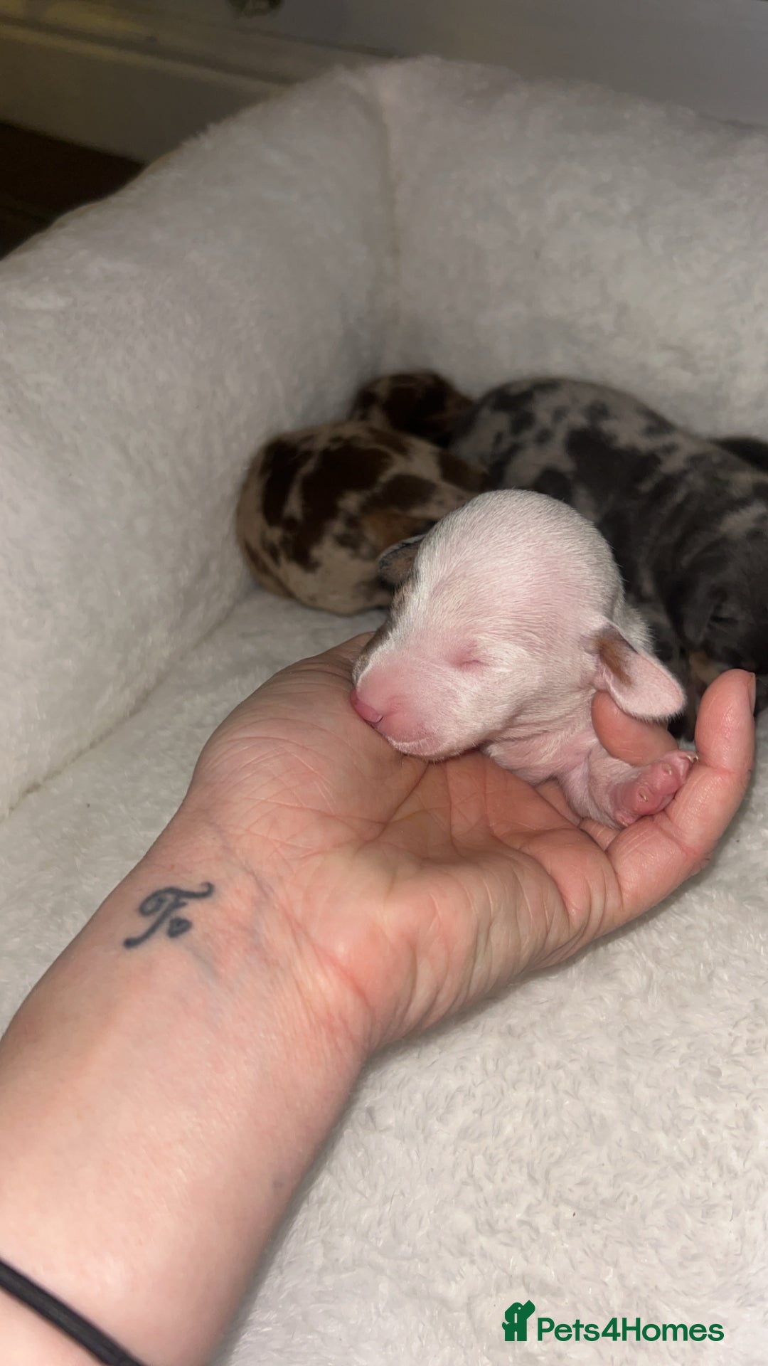 Miniature Dachshund dogs for sale: Beautiful miniature dachshunds  - Advert 8