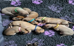 Whippet dogs for sale: 8 KC gorgeous pups, 4 boys & 4 girls. - Image 15