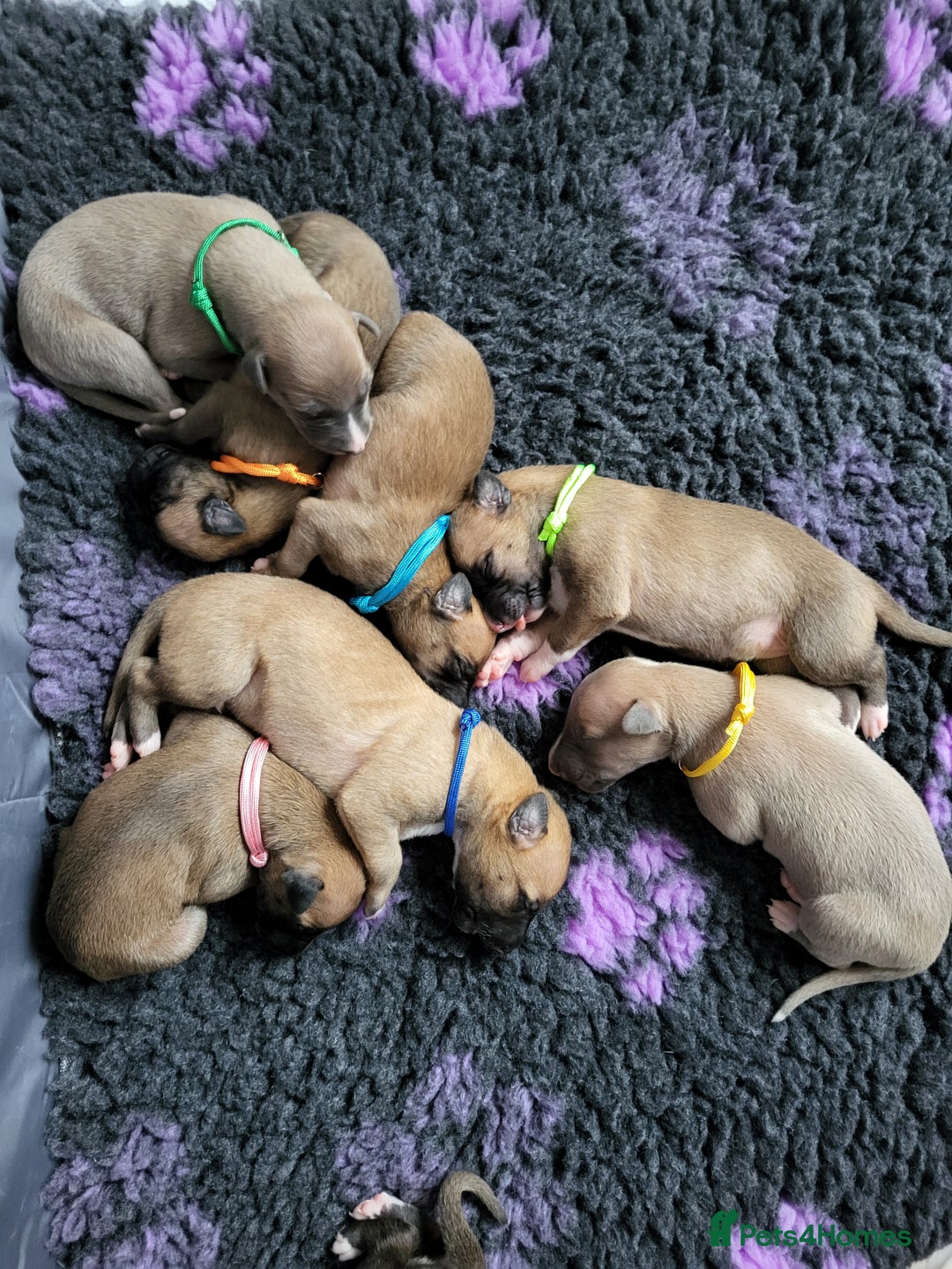 Whippet dogs for sale: 8 KC gorgeous pups, 4 boys & 4 girls. - Image 15