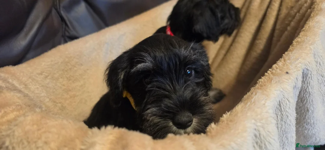 Miniature Schnauzer dogs for sale: Miniature schnauzers for sale in Leeds - Advert 1