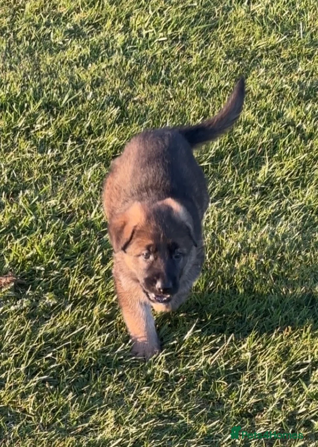 German Shepherd dogs for sale:  KC German shepherd pups  - Advert 2