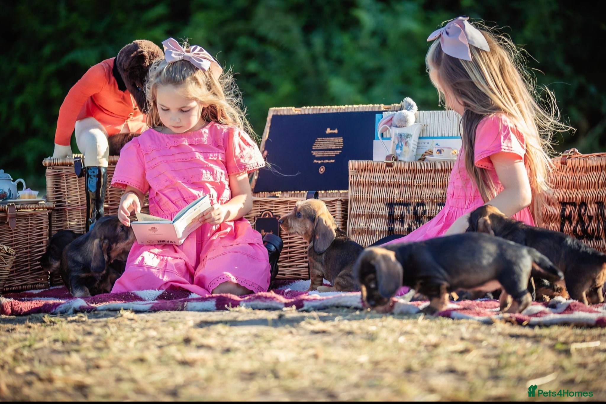 Dachshund dogs KC Reg Standard Wire-haired Dachshund Puppies - Advert 1