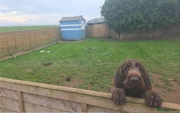 German Wirehaired Pointer dogs for sale: Gorgeous GWP bitch Puppy  - Image 8