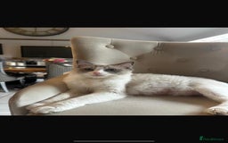Ragdoll cats for sale: Beautiful Ragdoll Kittens - Read for Loving homes - Image 7
