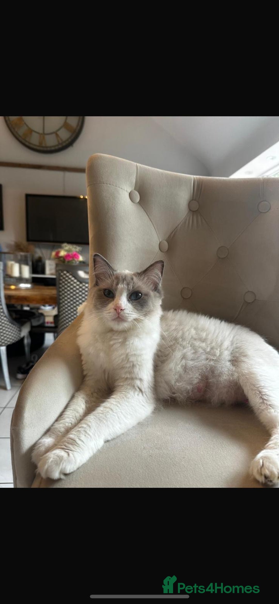 Ragdoll cats for sale: Beautiful Ragdoll Kittens - Read for Loving homes - Image 7