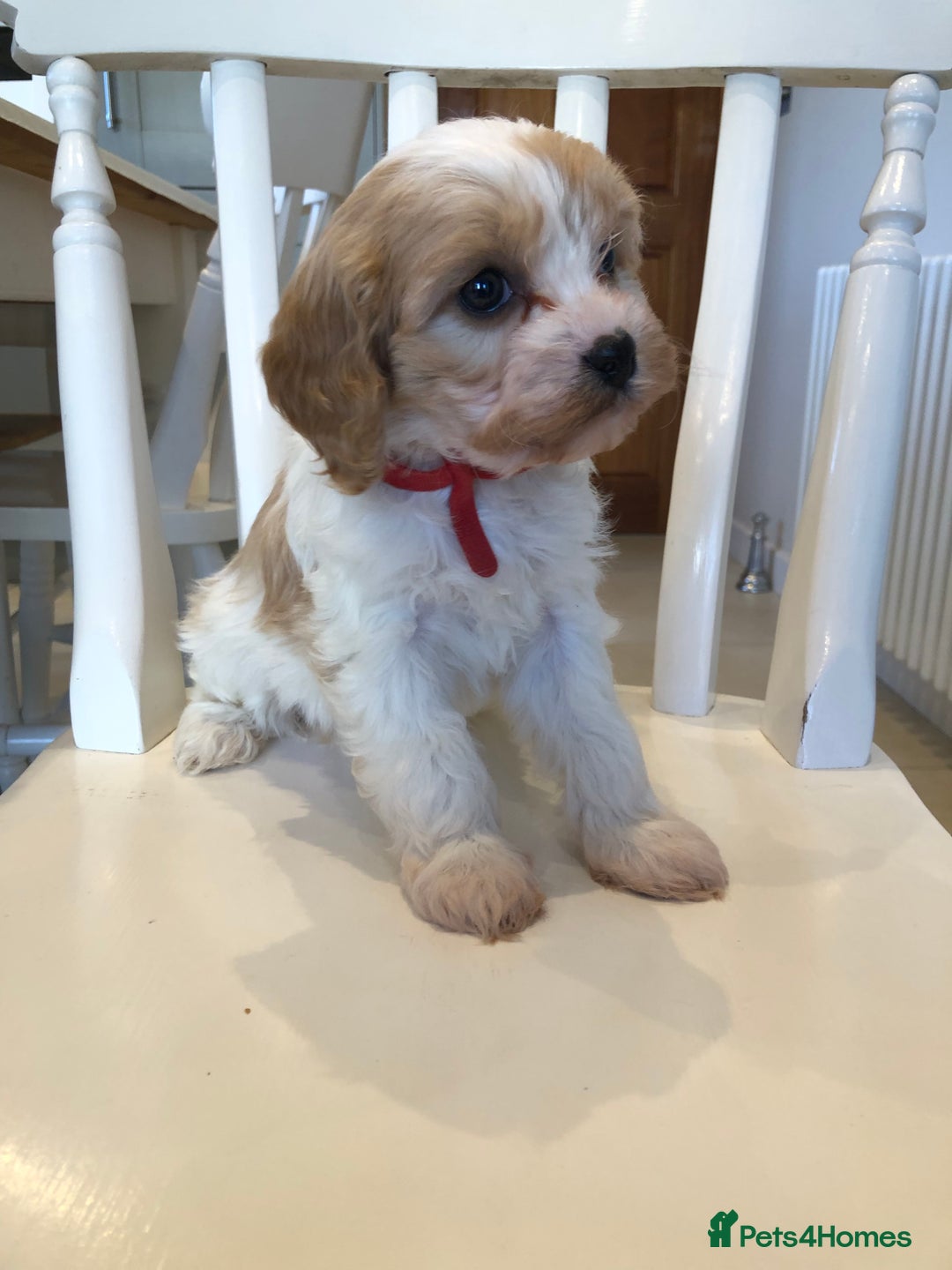 Cavapoo dogs for sale: Adorable Cavapoo Puppies  - Advert 32