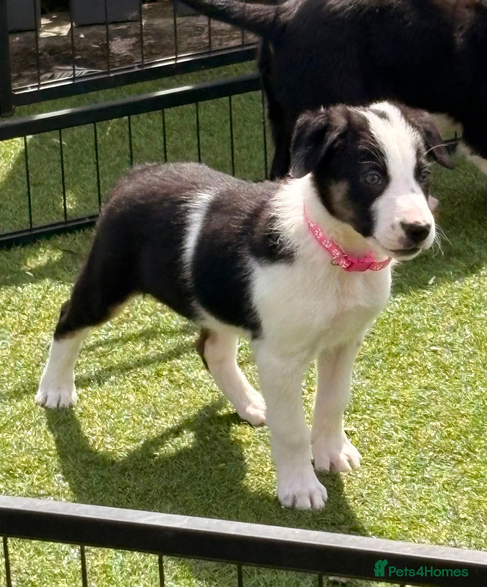 Border Collie dogs Border collie puppies  - Advert 2