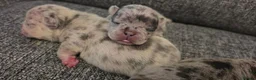 French Bulldog dogs for sale: Beautiful French bulldog dog merle puppies  - Advert 12