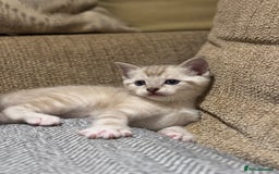 Ragdoll cats for sale: Adorable Ragdoll X Snow Bengal Kittens - Advert 25