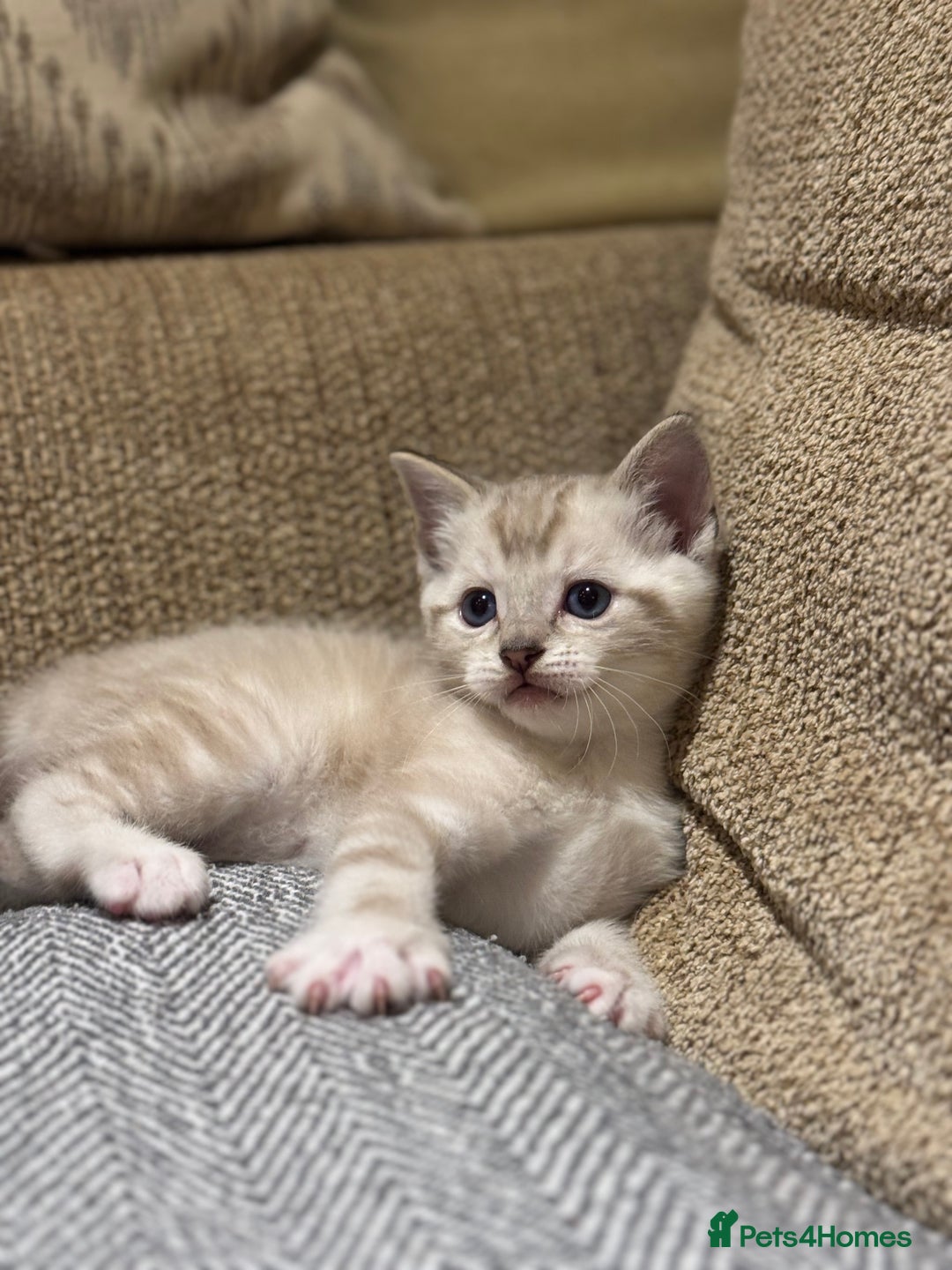 Ragdoll cats for sale: Adorable Ragdoll X Snow Bengal Kittens - Advert 25