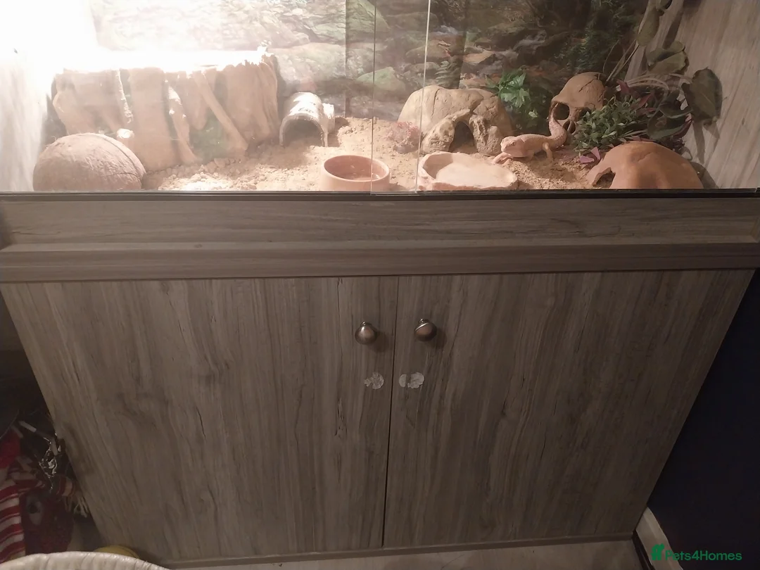 Leopard Gecko reptiles for sale: 3 leopard gecko full setup - Advert 2