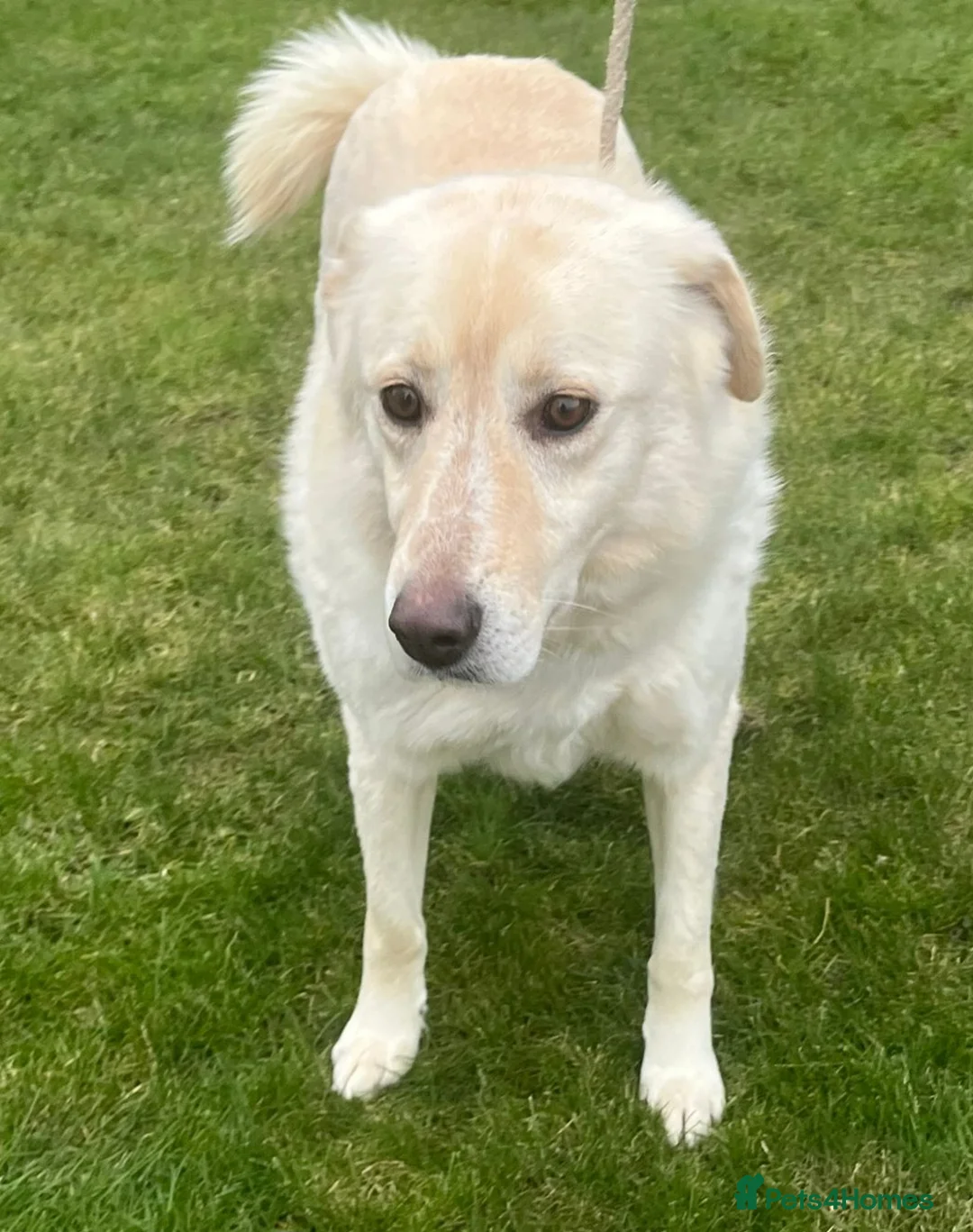 Mixed Breed dogs for adoption: Stunning Apolo  in Lancaster - Advert 6