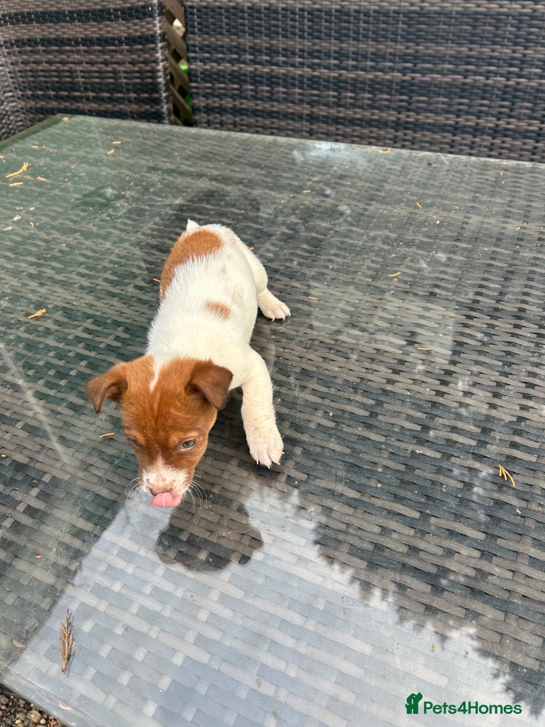 Jack Russell dogs for sale: Adorable jack Russell puppies  - Advert 7