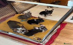 French Bulldog dogs for sale: Beautiful French bulls  - Image 20