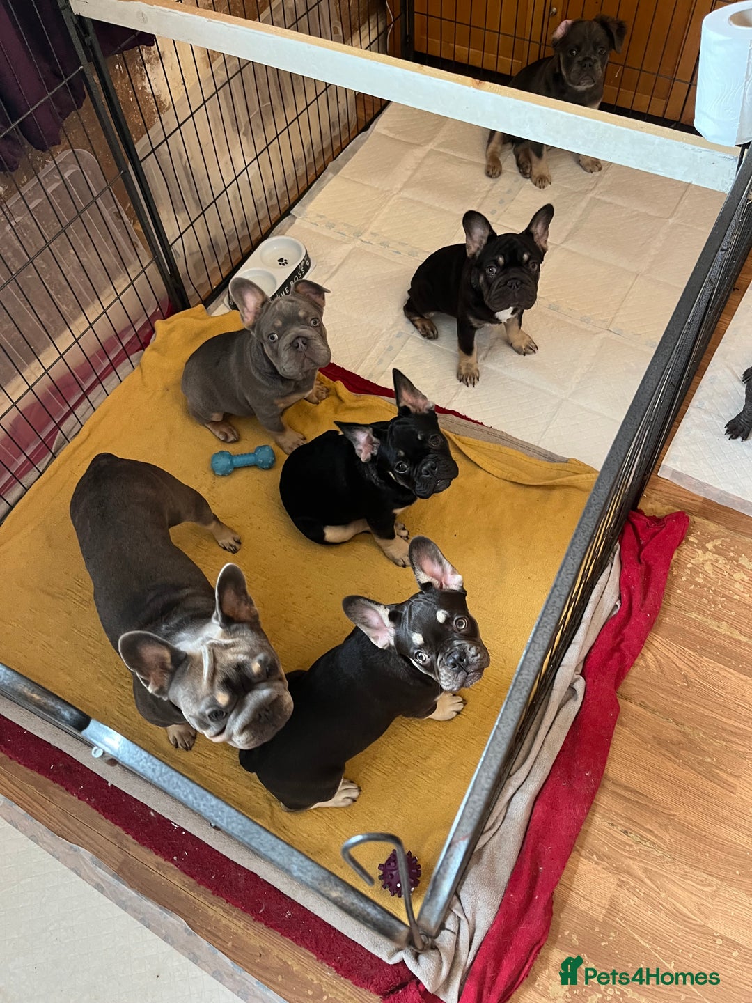 French Bulldog dogs for sale: Beautiful French bulls  - Image 20