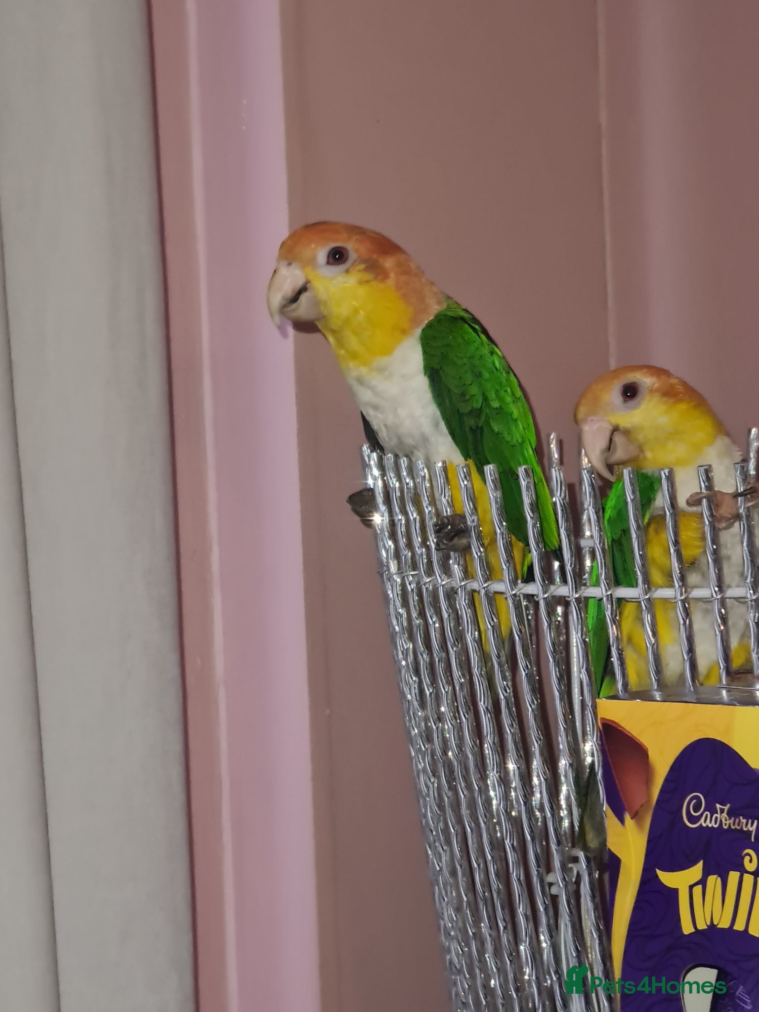 Parakeets birds 2 Caique Parrots one Male & one female. - Advert 1