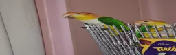Parakeets birds for sale: 2 Caique Parrots one Male & one female. in Caerphilly - Advert 1