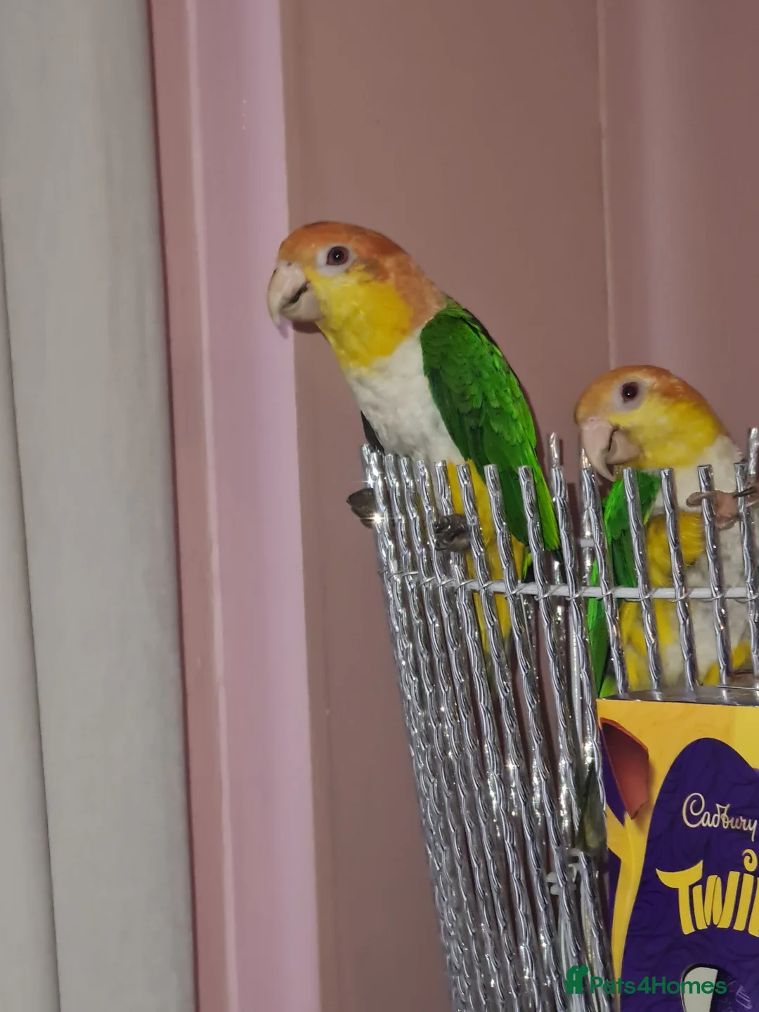 Parakeets birds for sale: 2 Caique Parrots one Male & one female. in Caerphilly - Advert 1