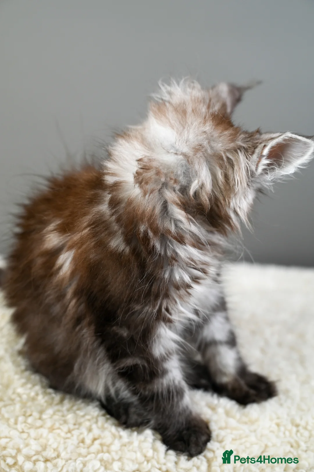 Maine Coon cats for sale: 🧬 STUNNING KITTENS - TICA REGISTERED 🎖️ - Advert 28