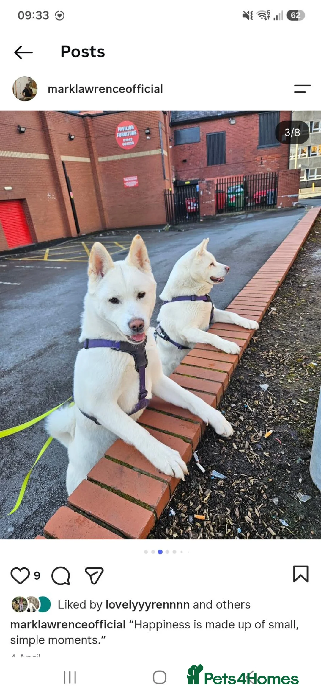 Mixed Breed dogs for sale: rare cross breed - Japnese akita × husky/tibetan  - Advert 1