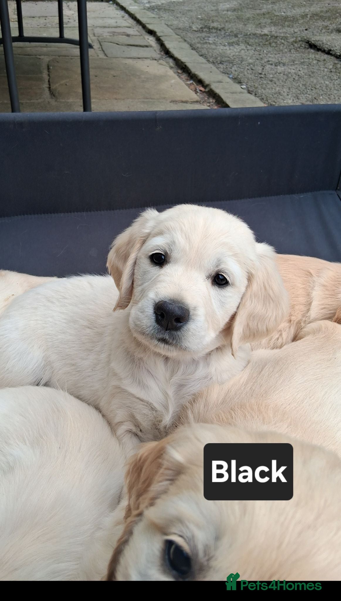 Golden Retriever dogs Female Golden Retrievers - Ready Sept 6th - Advert 13