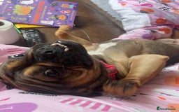 Mixed Breed dogs for sale: Bella age 1 - Image 4