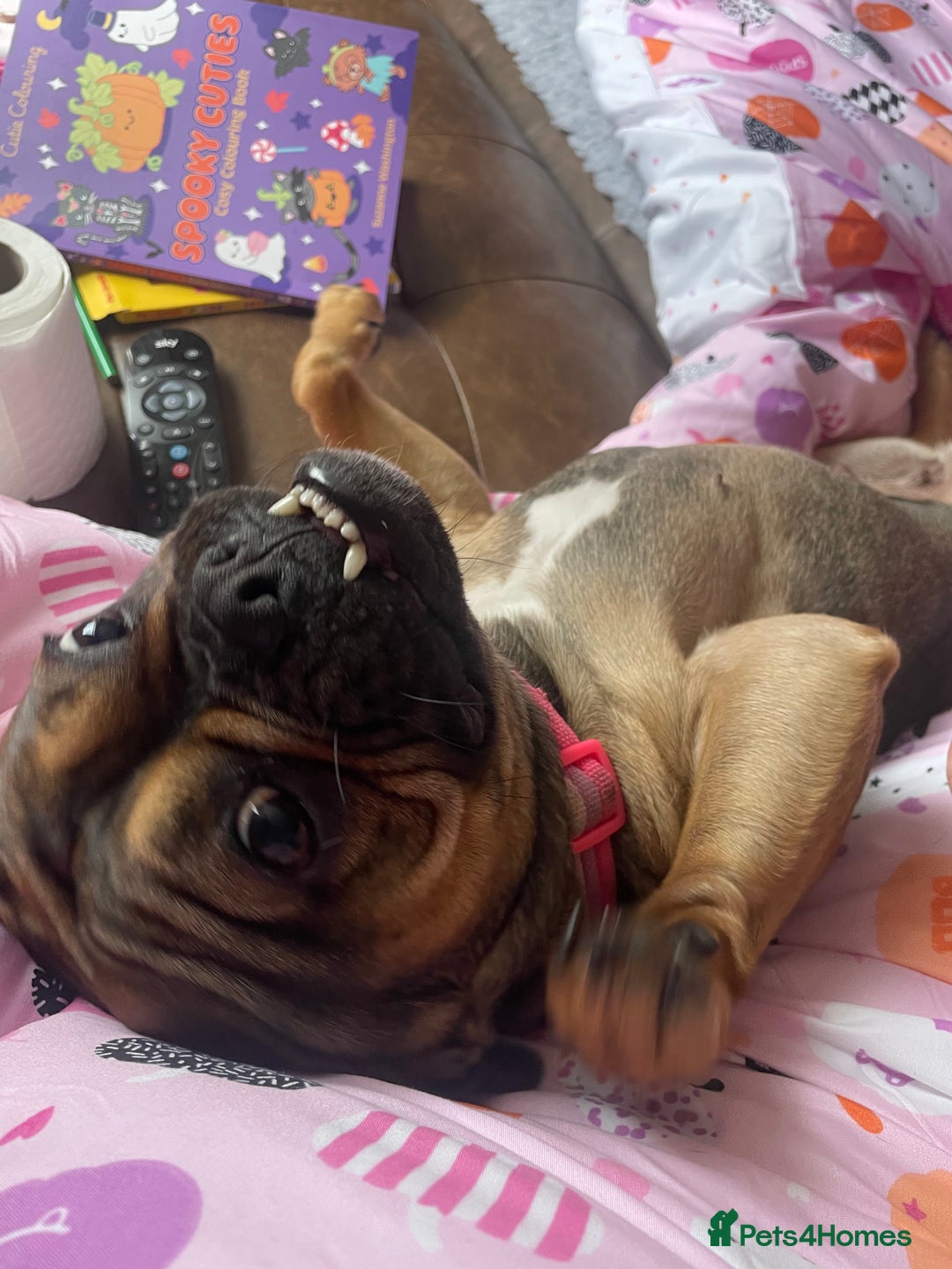 Mixed Breed dogs for sale: Bella age 1 - Image 4