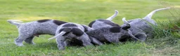 German Wirehaired Pointer dogs for sale: 1ST VACC GIVEN, HEALTH CHECKED KC REG GWP PUPS  - Advert 22