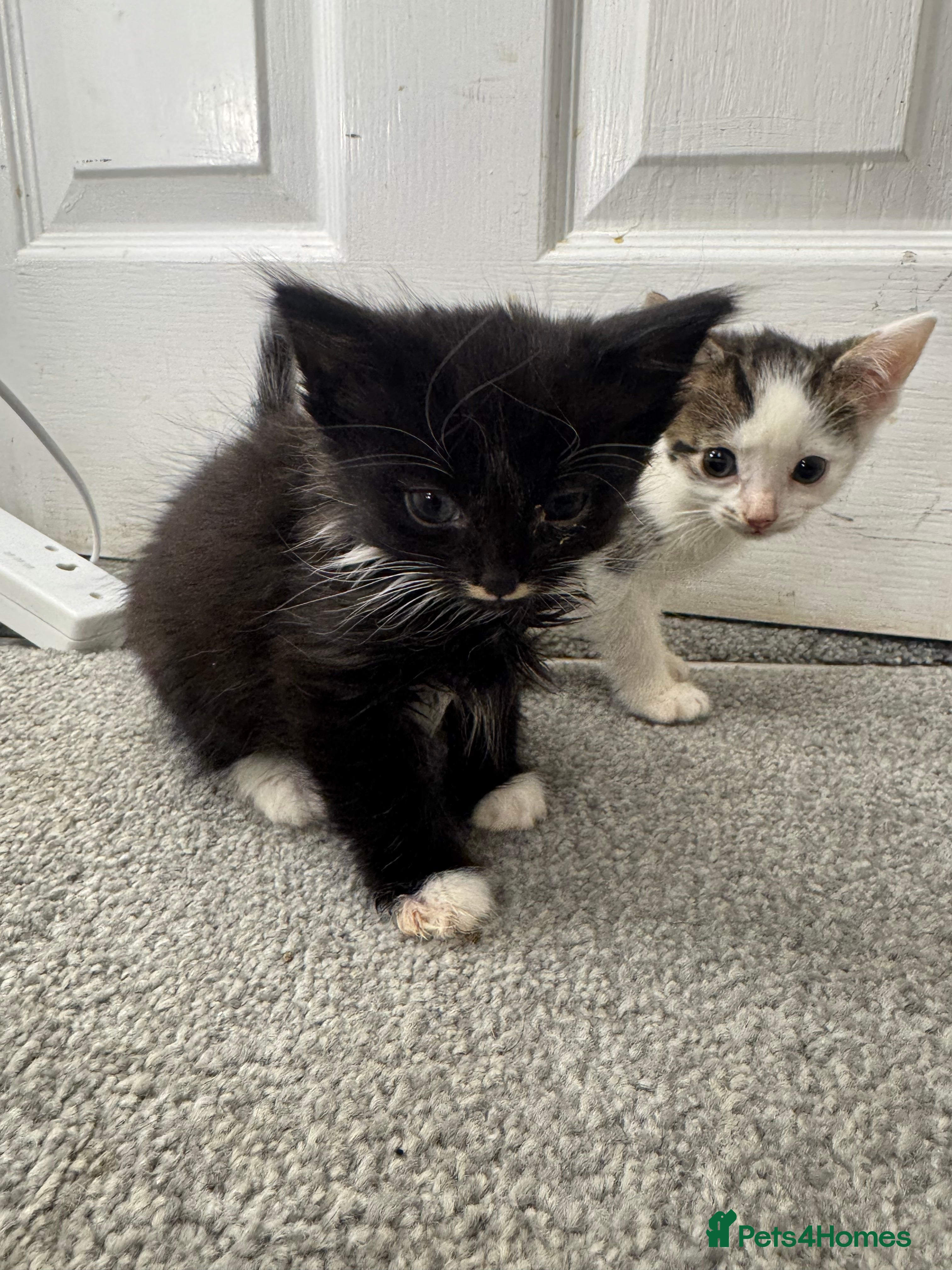 Mixed Breed cats All beautiful male kittens - Advert 17