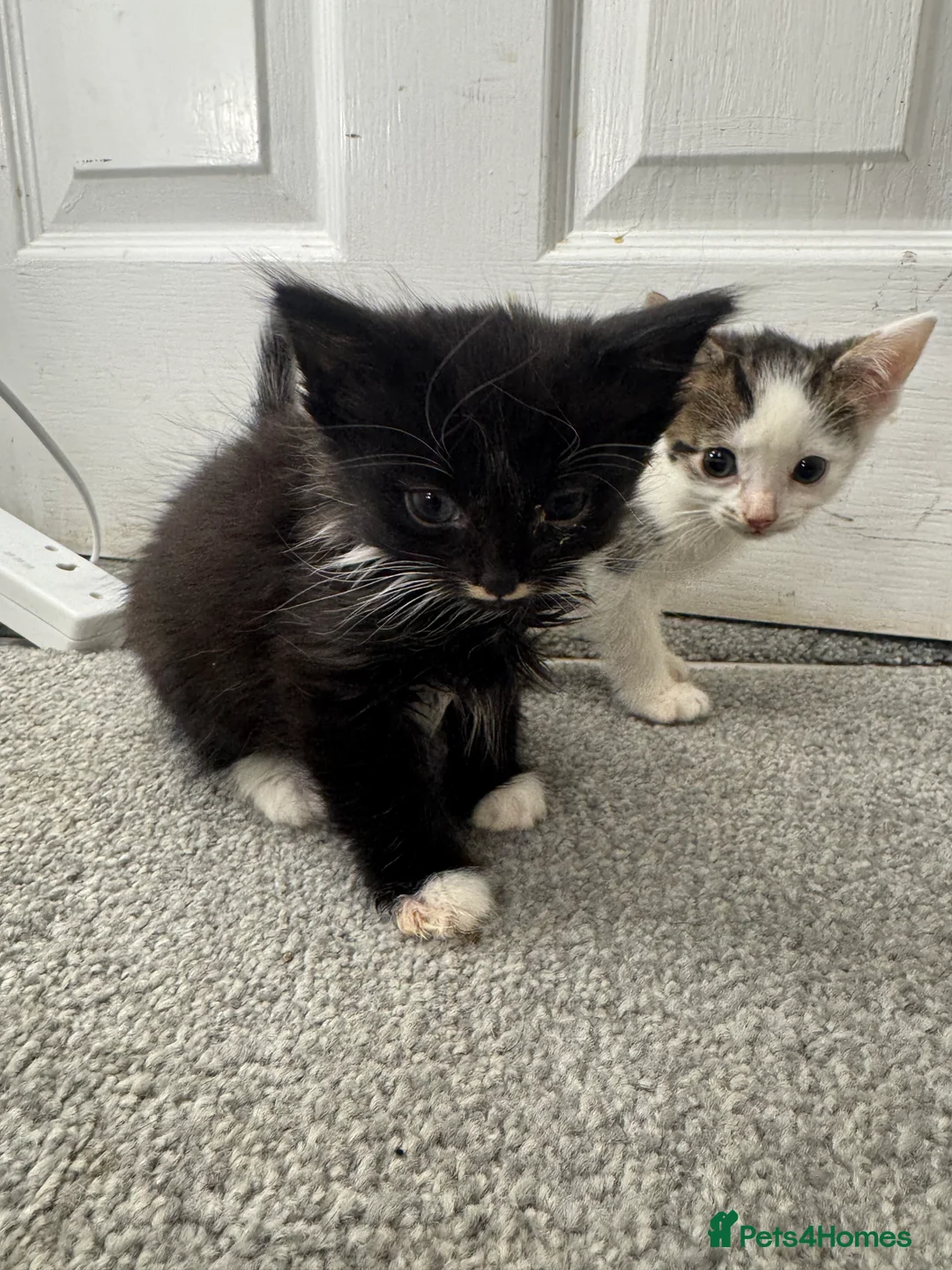 Mixed Breed cats for sale: All beautiful male kittens - Advert 1