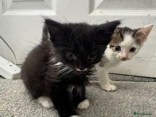 Mixed Breed cats All beautiful male kittens - Advert 17