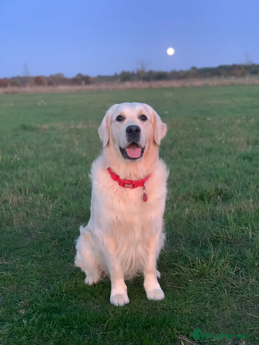 Golden Retriever dogs for stud: KC Reg, Health Tested, Crufts Qualified, Proven in Milton Keynes - Advert 13