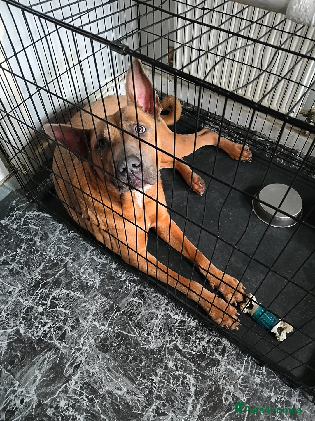 Mixed Breed dogs for sale: Female dog in Loughborough - Advert 1