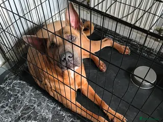 Mixed Breed dogs Female dog - Advert 1