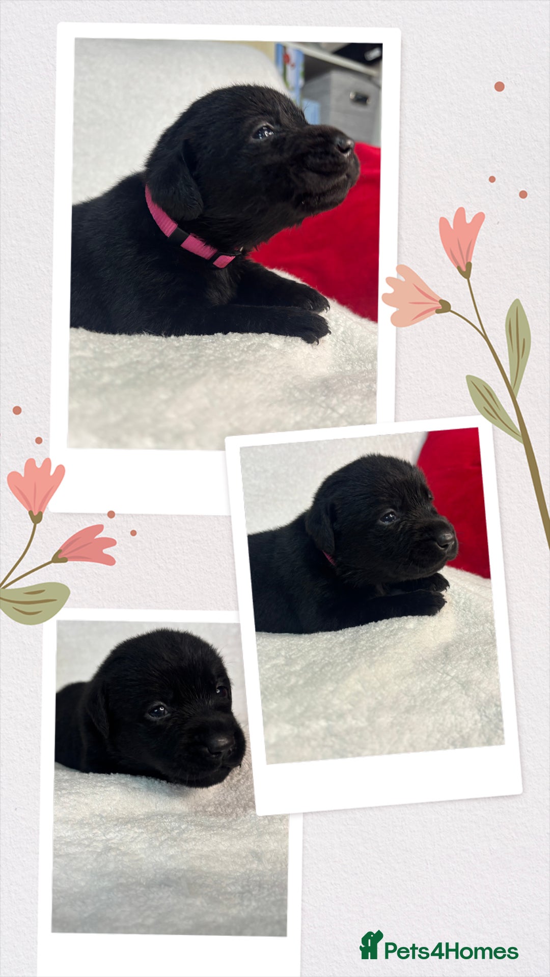 Labrador Retriever dogs for sale: READY NOW. LABRADOR PUPPIES. HEALTH CHECKS DONE  - Image 23