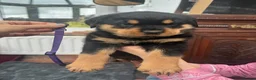Rottweiler dogs for sale: Rottweiler puppies - Advert 5