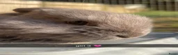 French Lop rabbits for sale: French lop x  - Advert 5