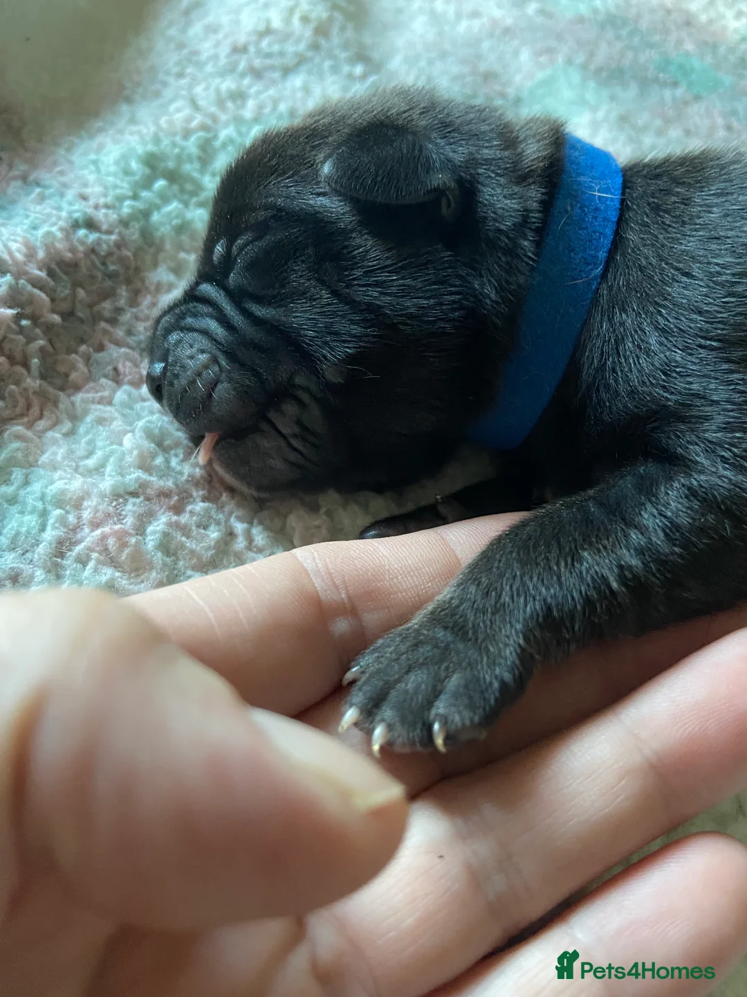 Mixed Breed dogs for sale: Mixed breed puppy’s  - Advert 2