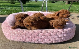 Toy Poodle dogs for sale: Charming Toy Poodle Puppies - Image 3