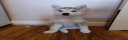 Siberian Husky dogs for sale: Stunning Siberian Husky puppies for sale - Advert 19