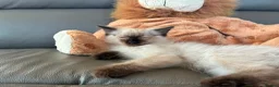 Ragdoll cats for sale: GCCF Ragdoll Kittens in Chichester - Advert 6