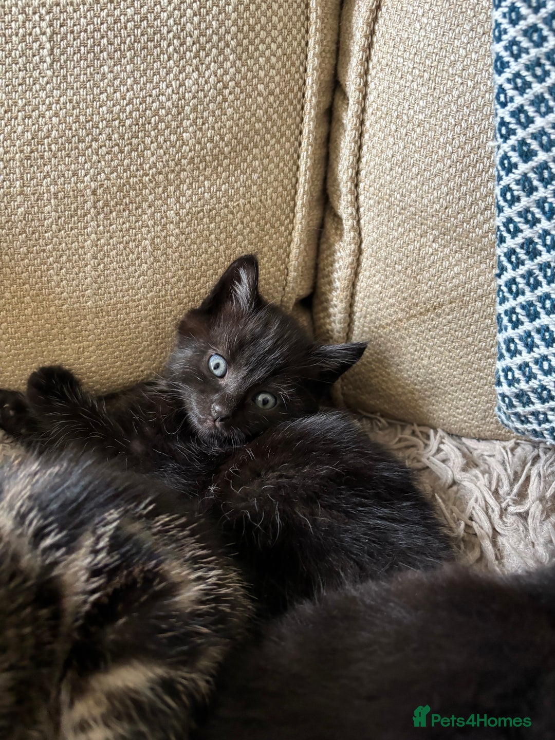 Mixed Breed cats for sale: 5 gorgeous kittens available  - Image 7
