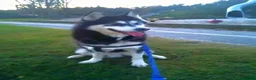 Siberian Husky dogs for stud: Siberian husky for stud in Kinross - Advert 3