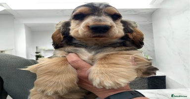Cocker Spaniel dogs in Gainsborough - Advert 8