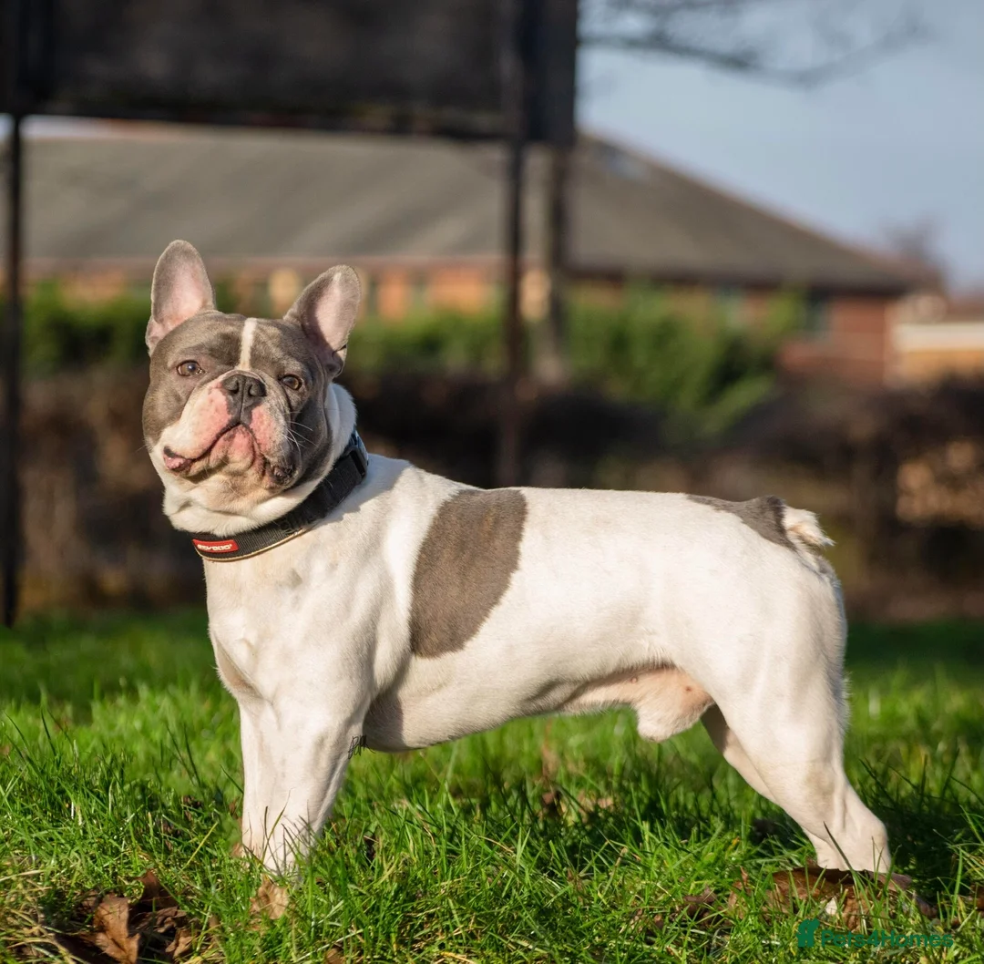 French Bulldog dogs for stud: Chunk Bright & Bubbly! in Leeds - Advert 5